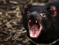 A yawning Tasmanian devil at a quarantine facility in Hobart Tasmania The site monitors the animals for signs of devil facial tumor disease DFTC Photo by Ian Waldie  x-post rTasmanianDevils