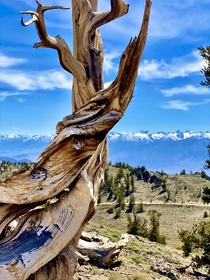 A  year old Ancient Bristlecone Pine overlooking the Sierra Nevadas 