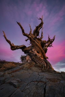 A  year old tree watches another sunset turn to night in the bristlecone forest OC  ross_schram