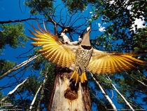 A Yellow-Shafted Flicker 