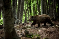 A young brown bear in Metsovo Greece
