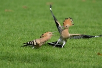 A young Hoopoe Upupa epops and its parent by Jaiprakashsingh 