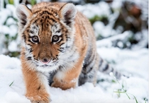 A young Siberian tiger Dragan makes its way through the snow in its enclosure at the zoo in Eberswalde Germany