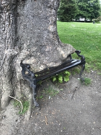 Abandoned bench eaten by a tree Dublin