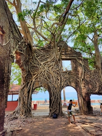 Abandoned British colonial Island India Buildings now home to trees