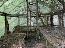 Abandoned greenhouse Its in the back lot of the nursery I work at and has had nature take its course for  yrs or so
