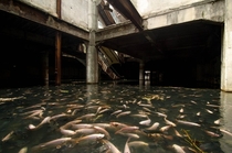 Abandoned Mall In Bangkok became an Urban Aquarium Album in comments 