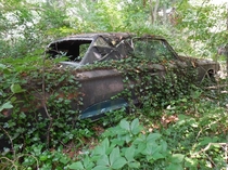 Abandoned Thunderbird in the Woods 