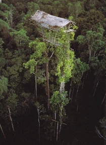 Abandoned tree house in Papua New Guinea