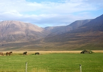 Abandoned turf roof house with horses in Iceland at the intersection of highways  and  
