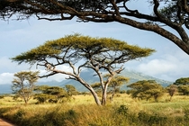 Acacia trees on the Serengeti Tanzania 