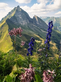 Aconite and Adenostyles towering in front of the Hfats Germany 