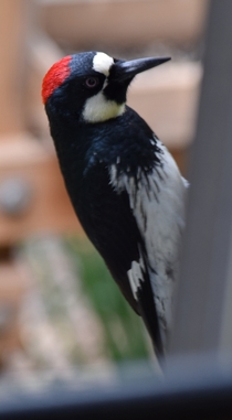 Acorn Woodpecker 
