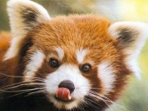 Adorable red panda Ailurus fulgens 