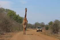 African Bush Traffic - Kruger Park South Africa 