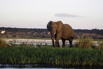 African Elephant Loxodonta on the border of Zambia and Zimbabwe 