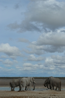 African elephants gather at a watering hole under beautiful skies in Etosha National Park Namibia OC 