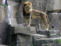 African Lion Panthera leo Brookfield Zoo 