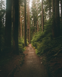 Afternoon walks in Olympic National Park Washington - USA 