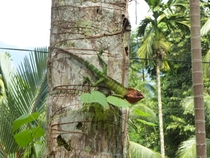 Agamid lizard Calotes Cuvier Sri Lanka 
