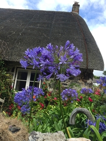 Agapanthus and seagull Cadgwith Cornwall 