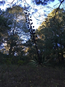 Agave americana post-flower life 