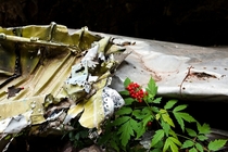 Airplane wing and undergrowth Remains of TWA Flight  Crashed in the Sandia Mountains NM in  