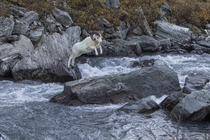 Alaska United States of America Dall Sheep Ram jumps over a small river in Denali National Park and Preserve writes photographer Miles Leguineche 