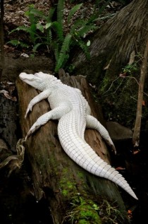 Albino alligator x-post from rpics 