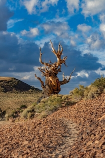 All Trails Lead to This Ancient Bristlecone Pine Tree 