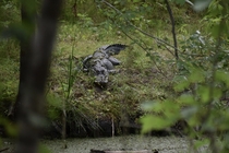 Alligator in amongst cypress swamps of Florida