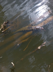 Alligator in Daphne AL  OC