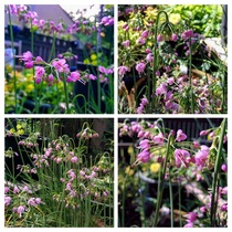 Allium cernuum  Nodding Onion - I love having these in my backyard garden 