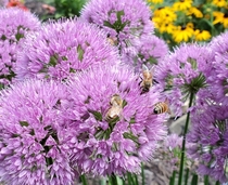 Allium flowers with honey bees 