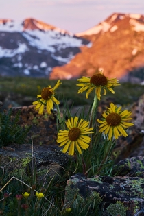 Alpine Sunflowers rydbergia grandiflora in RMNP