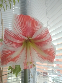 amaryllis sp Photo taken on my balcony It is a plant that blooms every year at the beginning of the summer season in Spain   or  flowers usually come out together
