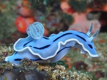Amazing blue sea slug Chromodoris lochi 