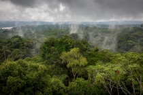 Amazon Rainforest Ecuador Sat atop this -meter observation tower for  hours in the rain to get this shot