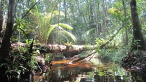 Amazon Rainforest near Manaus Brasil 
