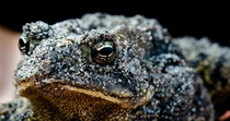 American toad covered in sand - Christian Island ON 
