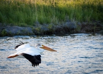 American White Pelican in flight   x 