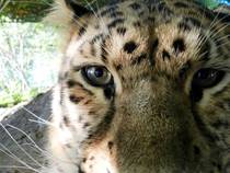Amur Leopard Curious About My Camera 