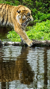 Amur Siberian Tiger - Panthera tigris altaica - 