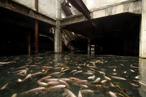 An abandoned shopping mall is taken over by exotic fish that were once part of the aquatic pet store