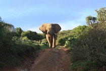 An African Giant - The Bull Elephant Kariega Game Reserve South Africa 