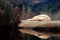 An albino alligator 