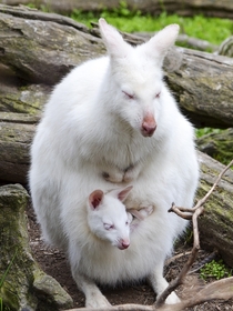 An albino wallaby and young at Gorge Wildlife Park in Australia in  Photograph by Ingrid Van Streepen 