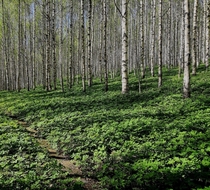 An amazing Birch Forrest in Tohmajrvi Finland 