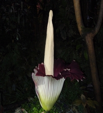 An Amorphophallus titanum  years old first flowering in Nantes botanical garden 