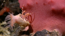 An anemone on a snail shell on a hermit crab Indonesia NOAA Ocean Explorer  